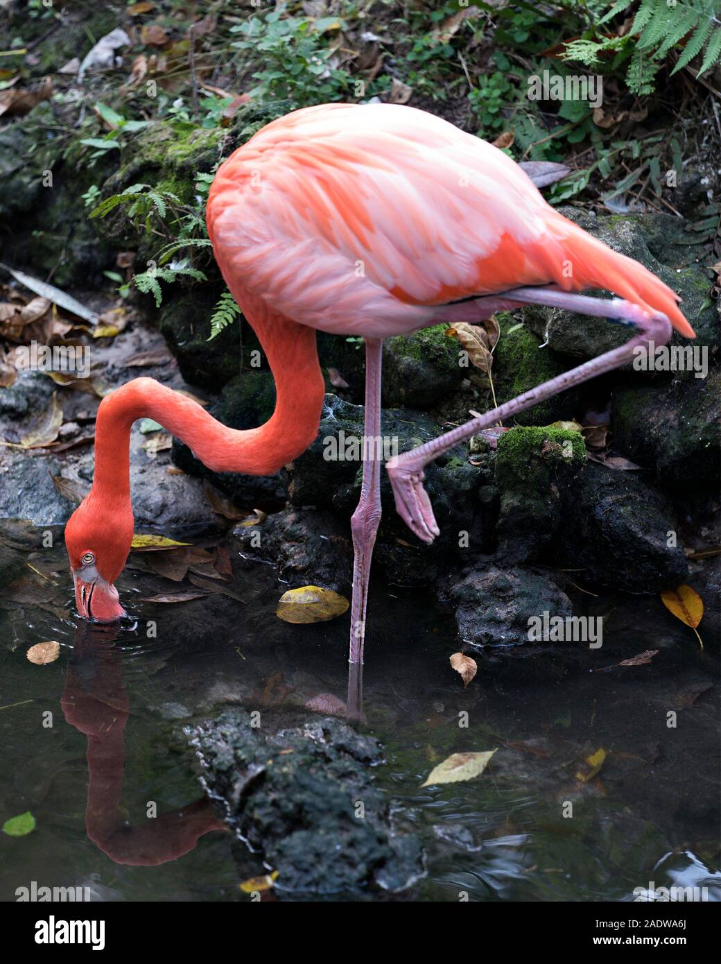 Flamingo bird close-up visualizza profilo visualizzando il suo bellissimo piumaggio, testa, collo lungo, becco, occhio nei dintorni con fogliame sullo sfondo. Foto Stock