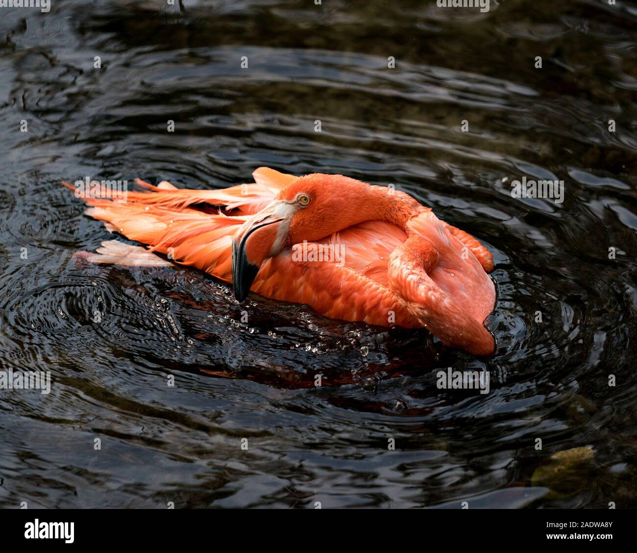 Flamingo bird close-up visualizza profilo visualizzando il suo bellissimo piumaggio, Testa, lunga neg, becco, occhio nei dintorni e ambiente con lo sfondo. Foto Stock