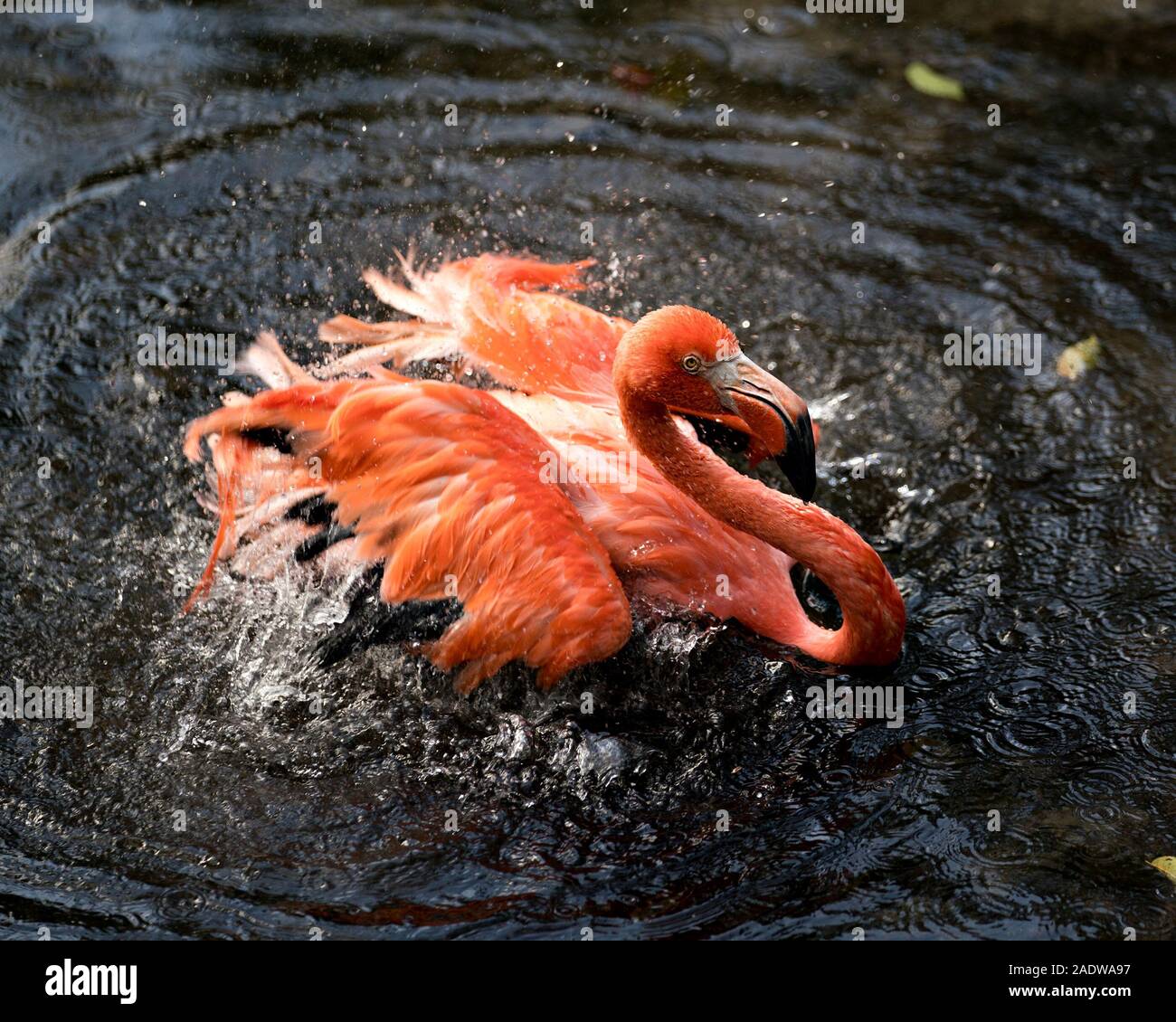 Flamingo bird close-up vista di profilo in acqua spruzzi d'acqua con le sue ali visualizzando il suo bellissimo piumaggio, nei suoi dintorni. Foto Stock