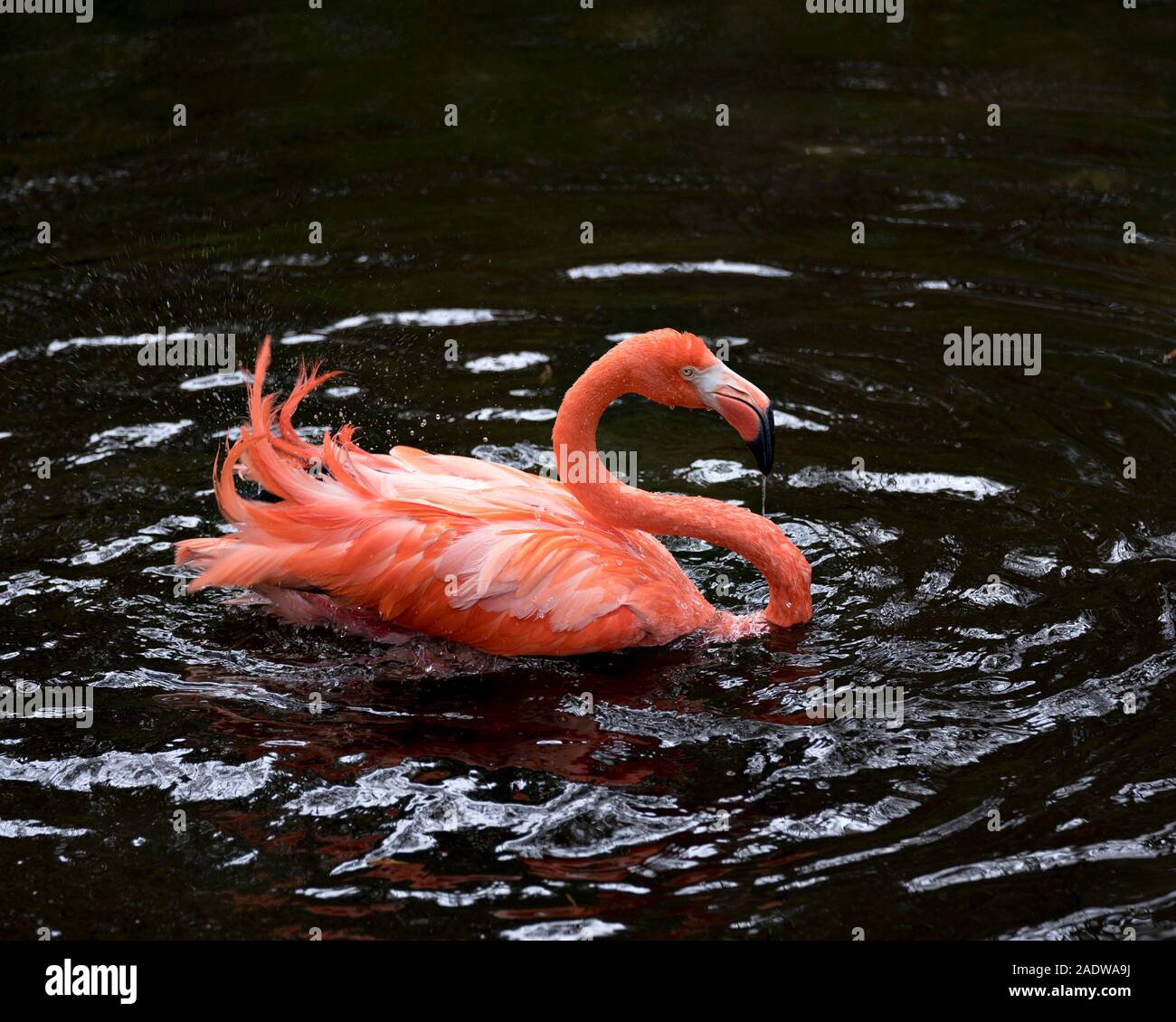 Flamingo bird close-up visualizza profilo visualizzando il suo bellissimo piumaggio, Testa, lunga neg, becco, occhio nei dintorni con fondo di acqua. Foto Stock