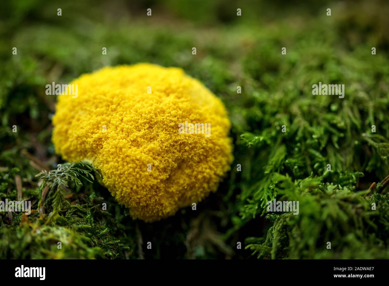 Fuligo Septica o caca de luna crescente fino a una massa di muschio, giallo slime stampo Foto Stock