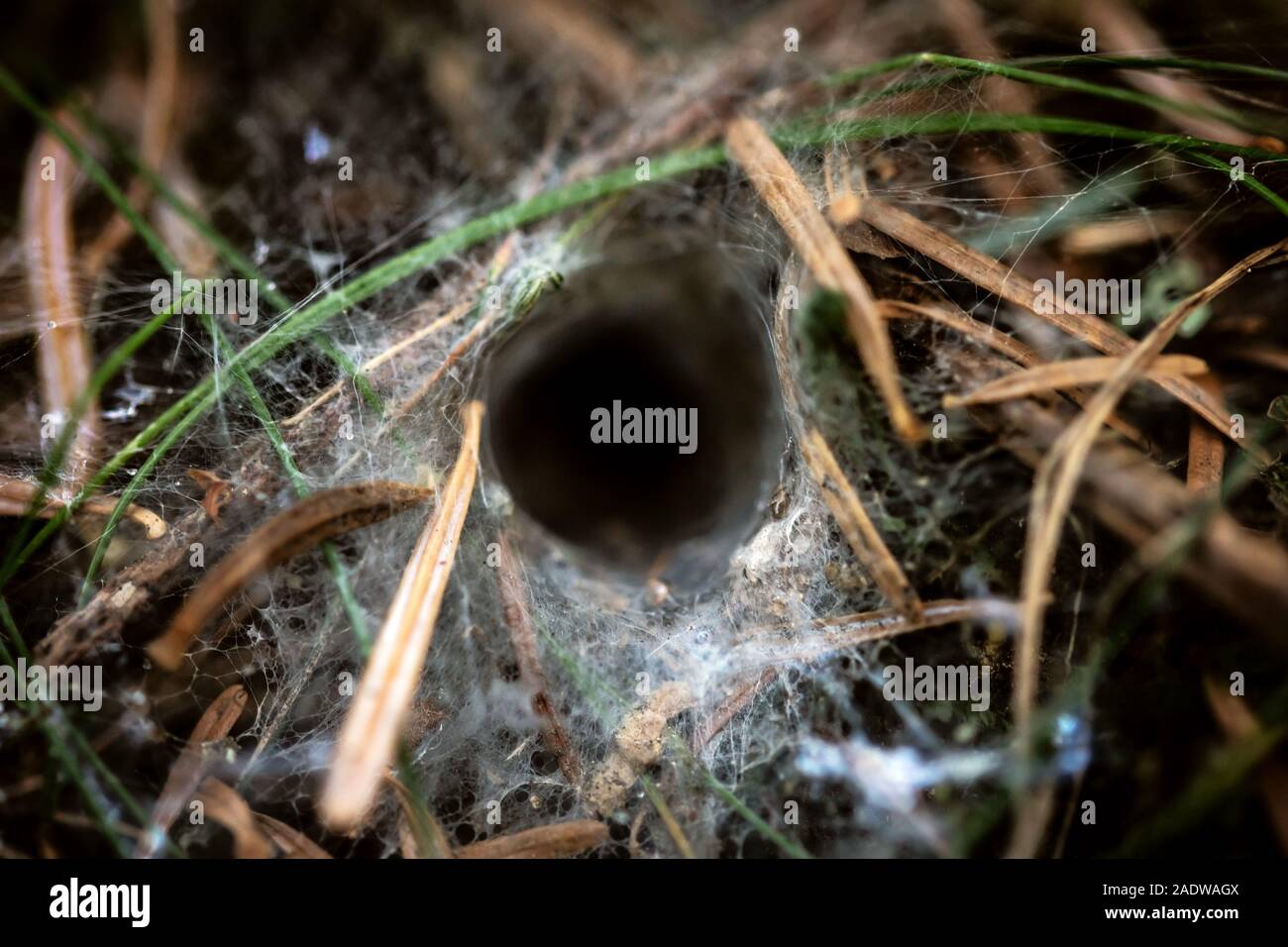 Closeup, imbuto spider web nido sul terreno di una foresta, ragnatela di un Agelenidae Foto Stock