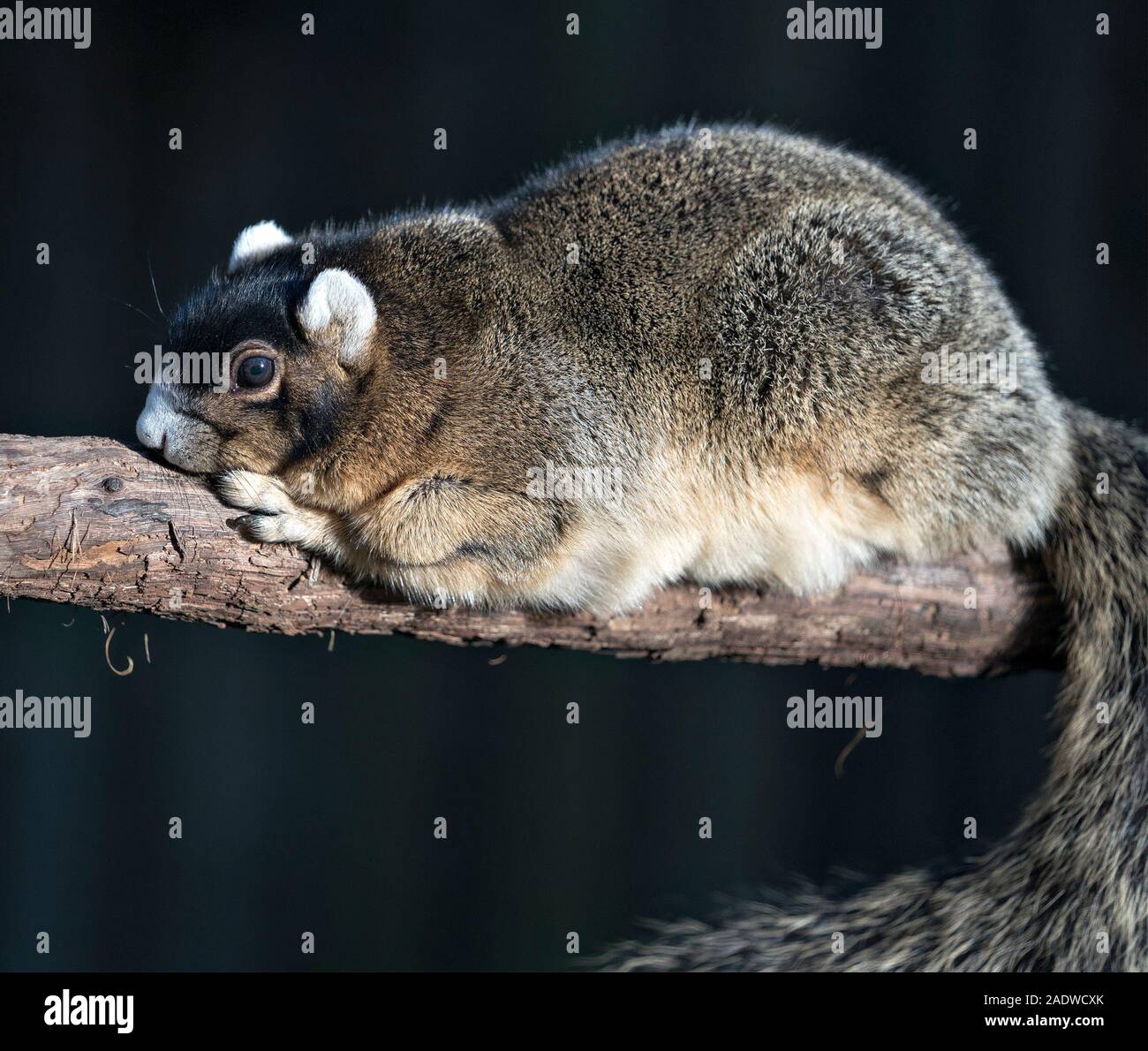 Sherman Fox Squirrel animale in appoggio sul ramo con un bokeh sfondo nel suo che circonda la visualizzazione di corpo, Testa, occhi, orecchie, coda folta. Foto Stock