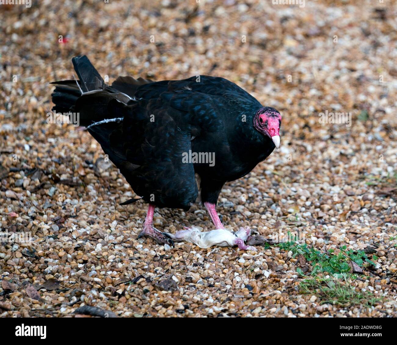 La Turchia avvoltoio uccello vicino la foto del profilo, con la sua preda crogiolarsi nella luce solare con un bokeh sfondo. Foto Stock