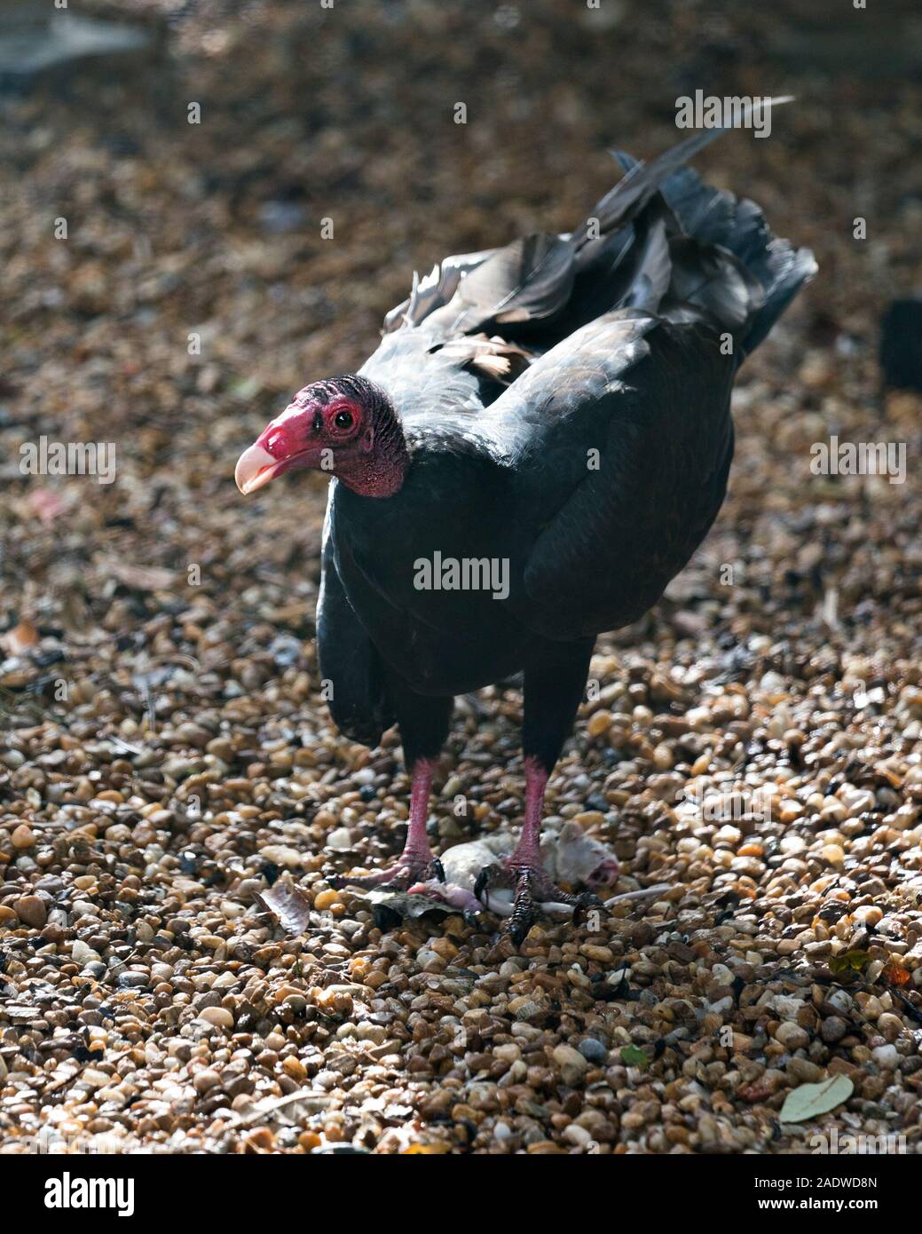 La Turchia avvoltoio uccello vicino la foto del profilo, con la sua preda crogiolarsi nella luce del sole di esporre il piumaggio nero con un bokeh sfondo. Foto Stock