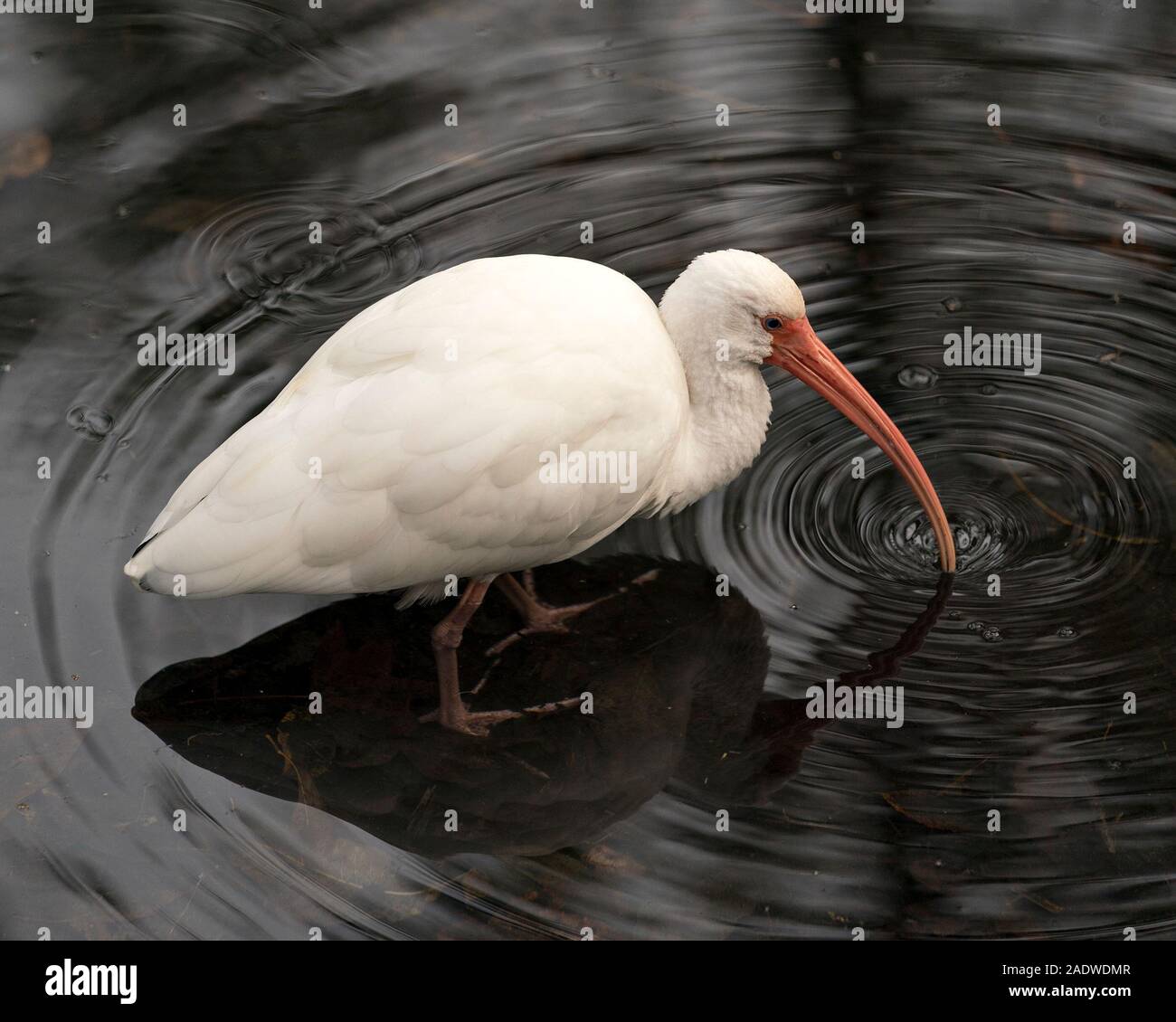 White Ibis bird close-up vista di profilo in acqua esponendo il suo corpo, testa, occhio, becco lungo collo nel suo ambiente e dintorni. Foto Stock