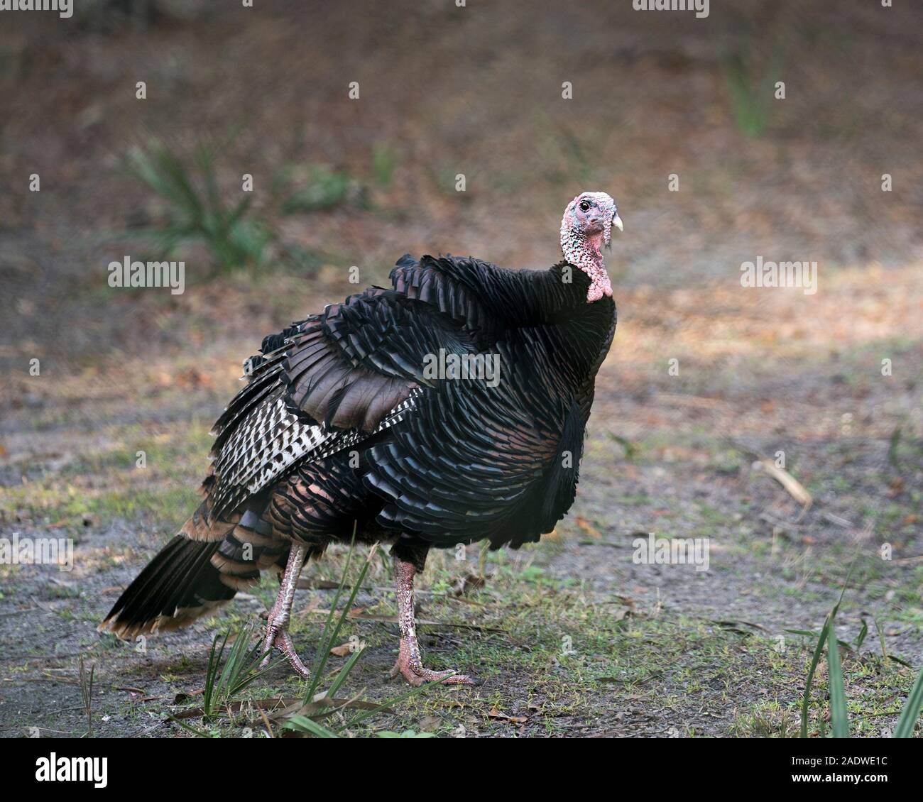 Il tacchino selvatico close-up della vista profilo sfondo bokeh di fondo nei dintorni di esporre il suo corpo, fan out timoniere, la testa, il becco, gambe ,coda, piumaggio Foto Stock