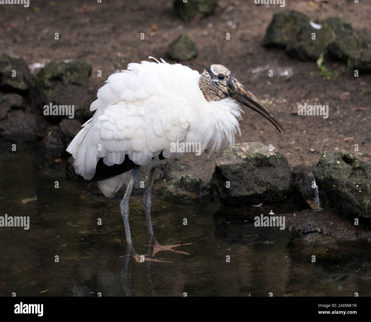 Cicogna in legno bird close-up vista di profilo in acqua visualizzando il suo corpo, testa, occhio, becco lungo collo bianco e nero del piumaggio nel suo ambiente. Foto Stock