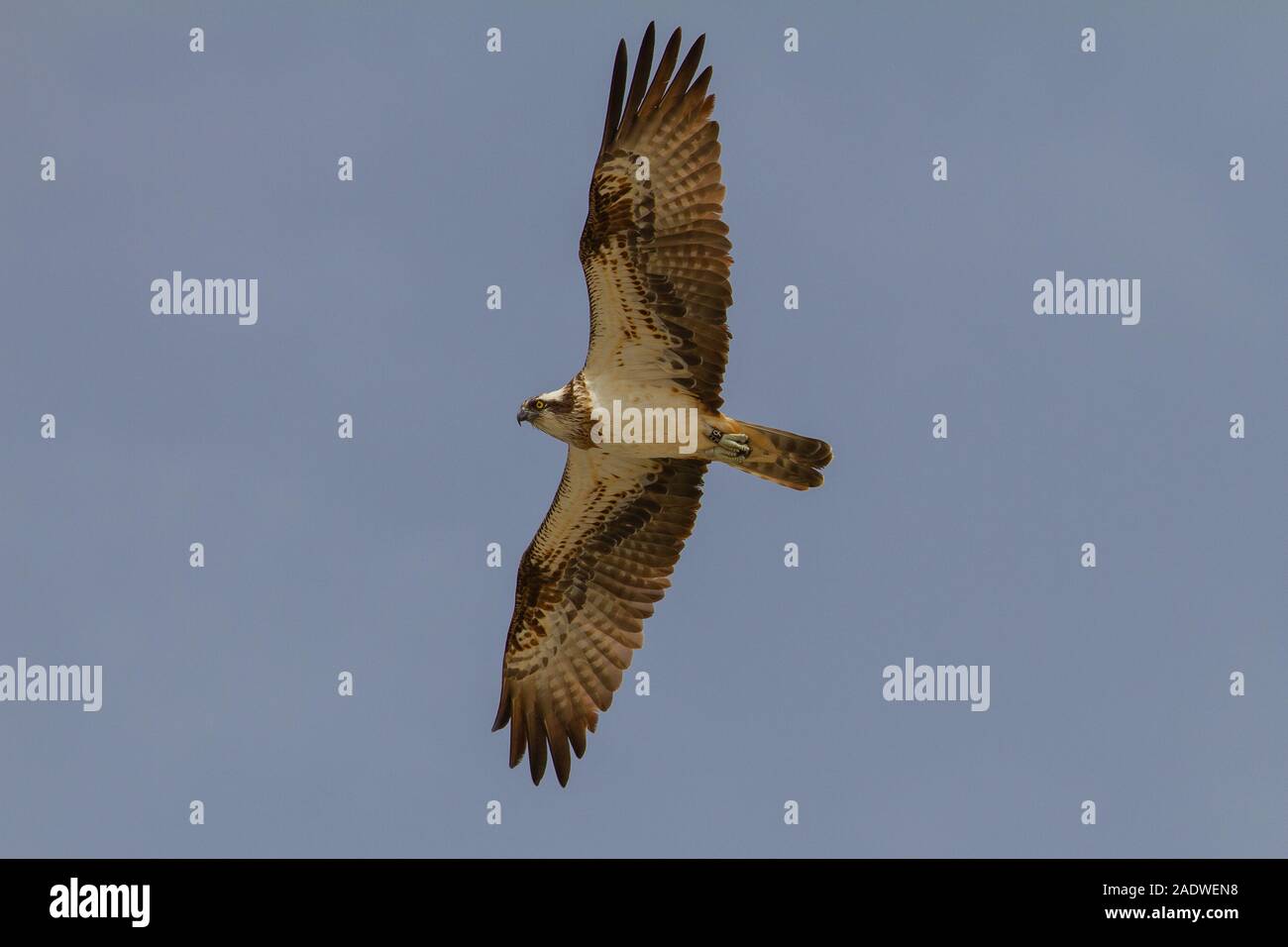 Osprey in volo, Pandion haliatetus, Gambia, Africa occidentale Foto Stock