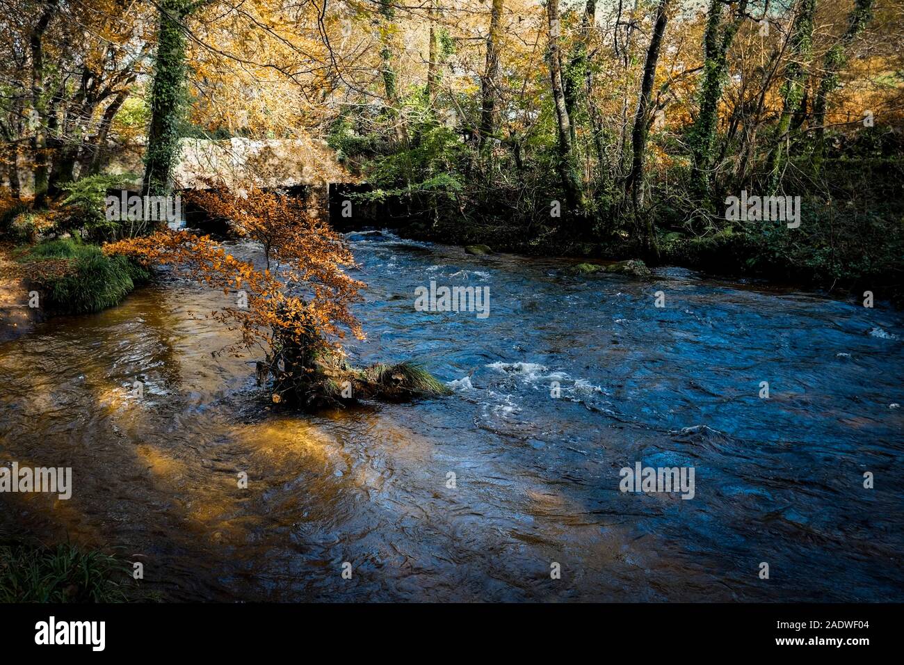 Il fiume Fowey che fluisce attraverso un Draynes autunnali Bosco in Cornovaglia. Foto Stock