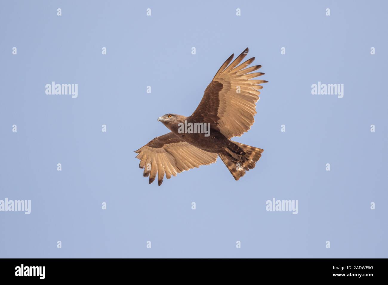 Aquila di serpente marrone in volo Circaetus cinereus, la Gambia, Africa occidentale Foto Stock