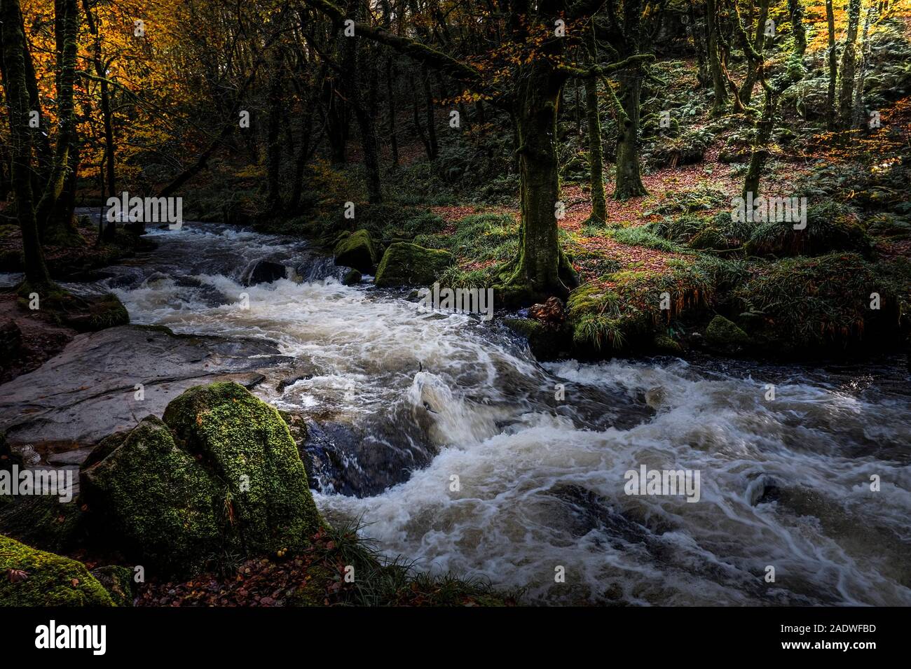 Il fiume Fowey a Golitha cade in un Draynes autunnali legno antico bosco in Cornovaglia. Foto Stock