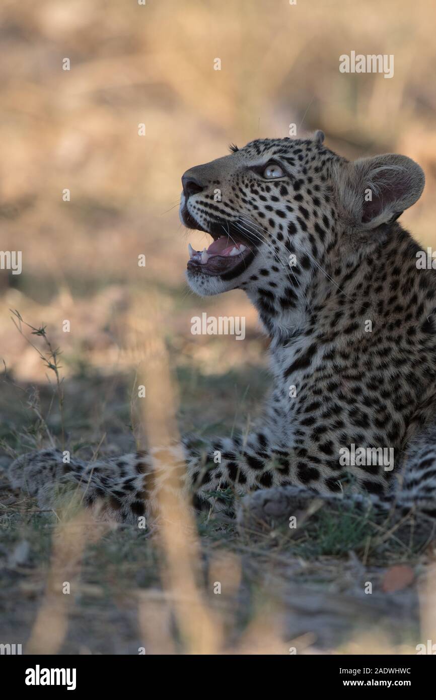 Baby leopard (panthera pardus) in appoggio sotto il grande albero di salsiccia in Moremi NP (4a ponte), Botswana Foto Stock