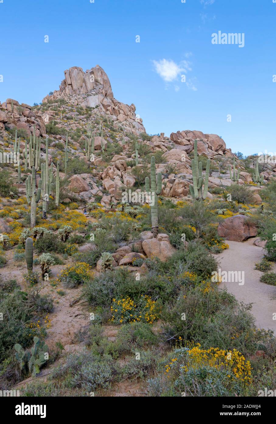 Picco Pinnacolo sentiero escursionistico in Scottsdale Arizona durante la stagione primaverile con fiori selvaggi e cactus. Foto Stock