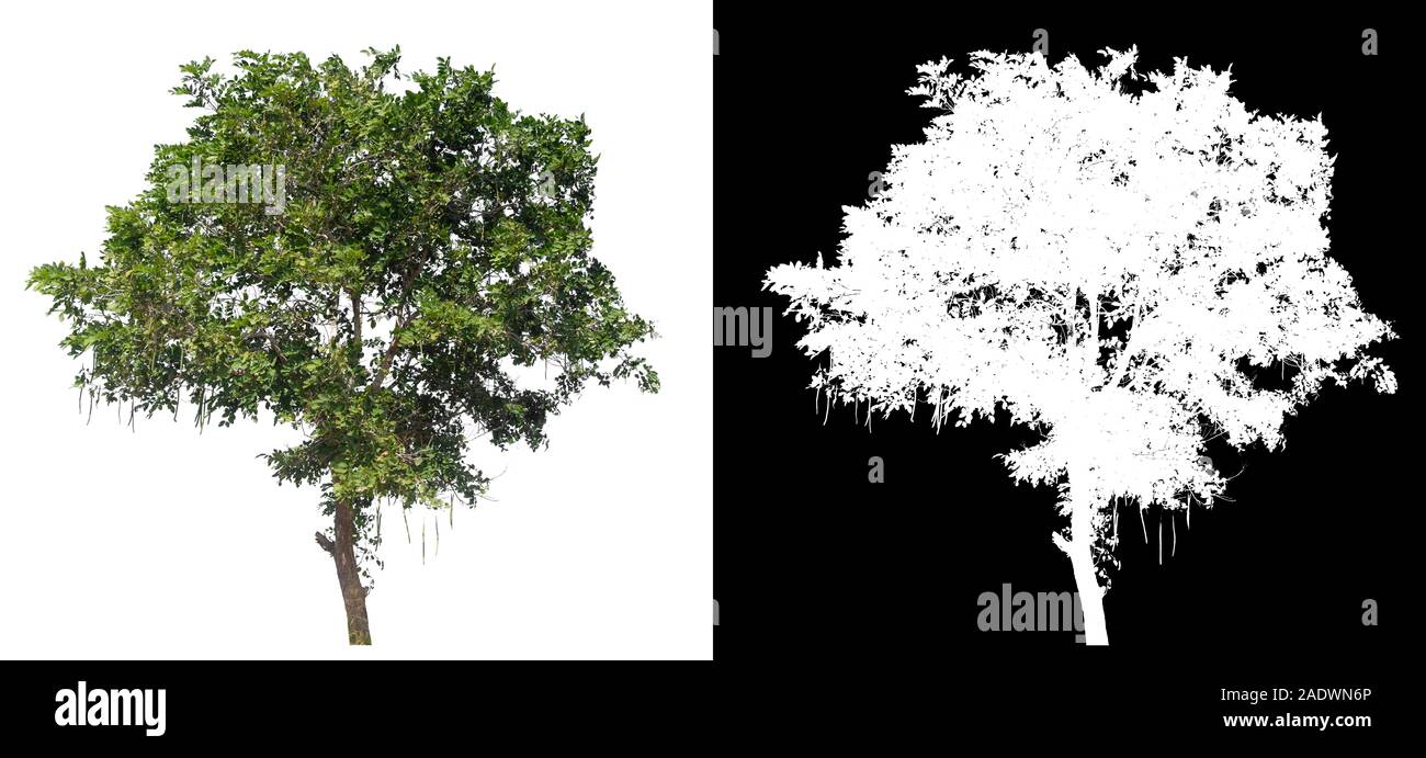 Albero isolato su sfondo bianco con percorso di clipping e canale alfa Foto Stock