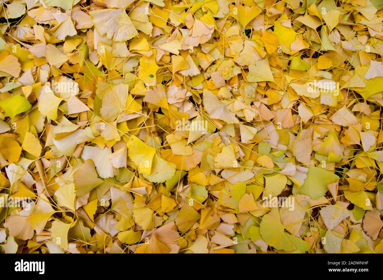 Giallo Foglie di autunno. Foto Stock