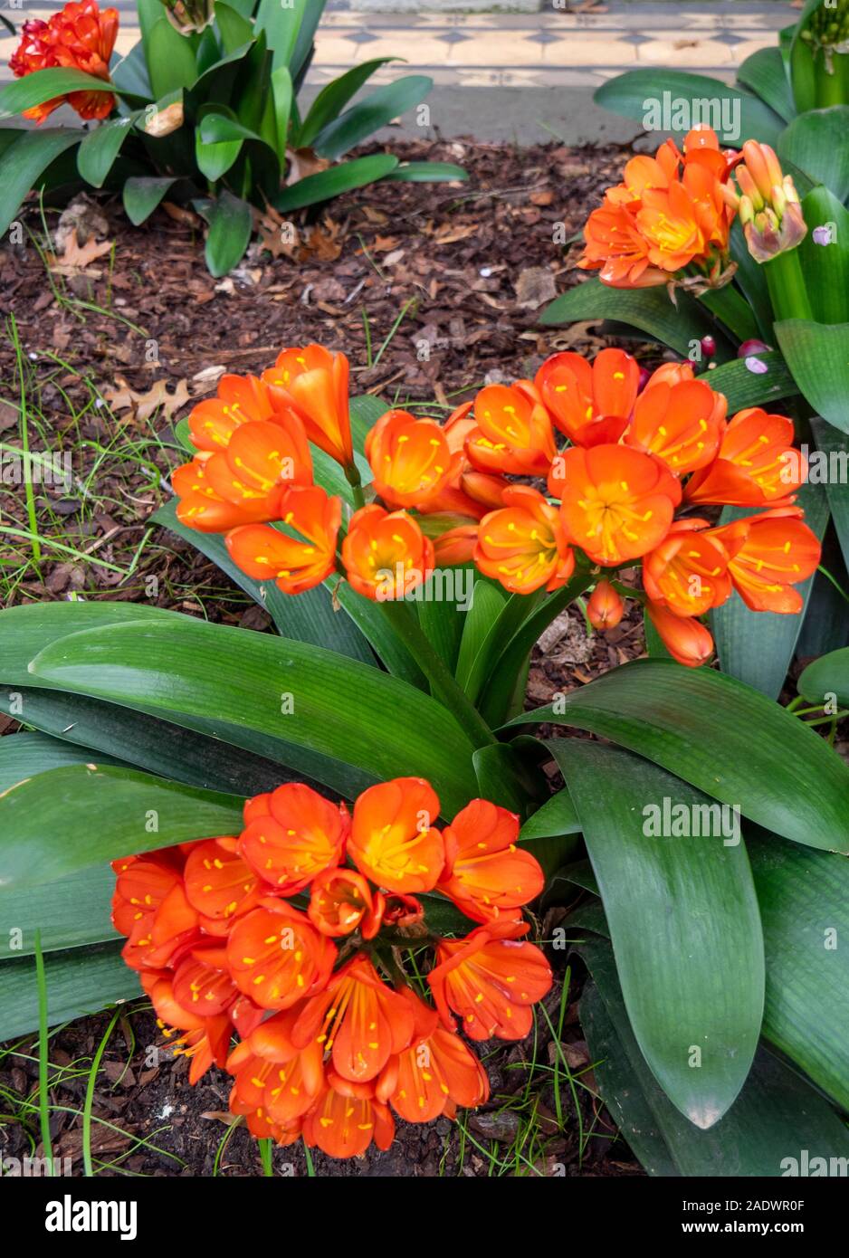 Colore arancio fiori bush lilybush lily Clivia miniata. Foto Stock