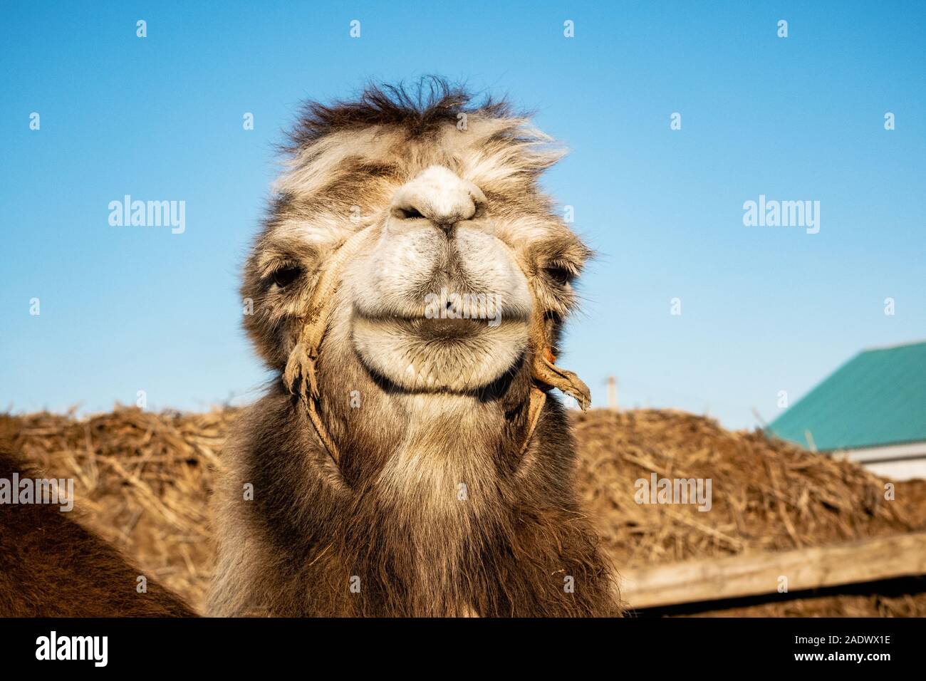 Close up ritratto di bactrian camel nella steppa del Kazakistan Foto Stock
