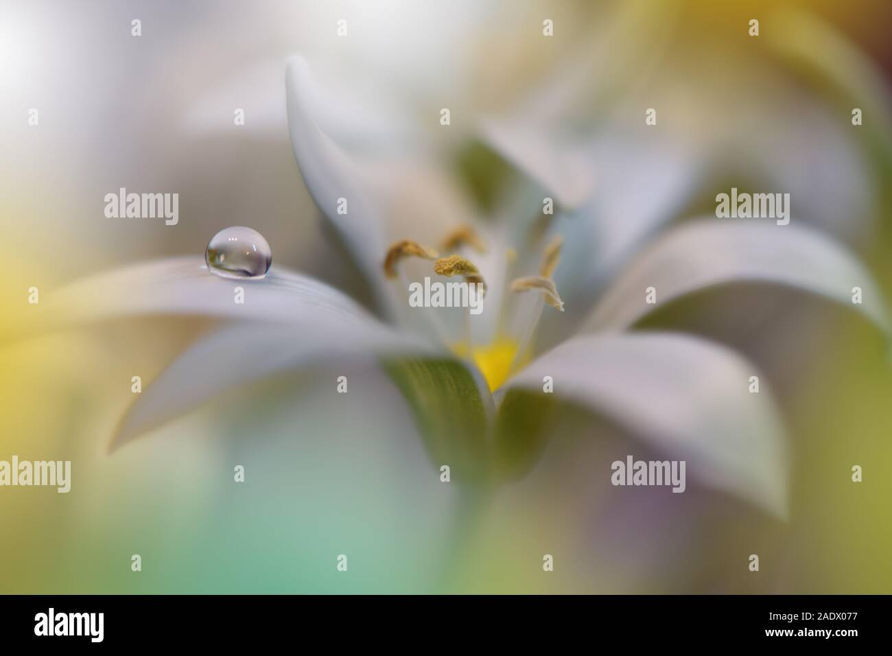 Bella e verde natura sfondo.arte floreale di Design.Abstract fotografia macro.fiore bianco.Creative sfondo artistico.di celebrazione e di vacanze. Foto Stock