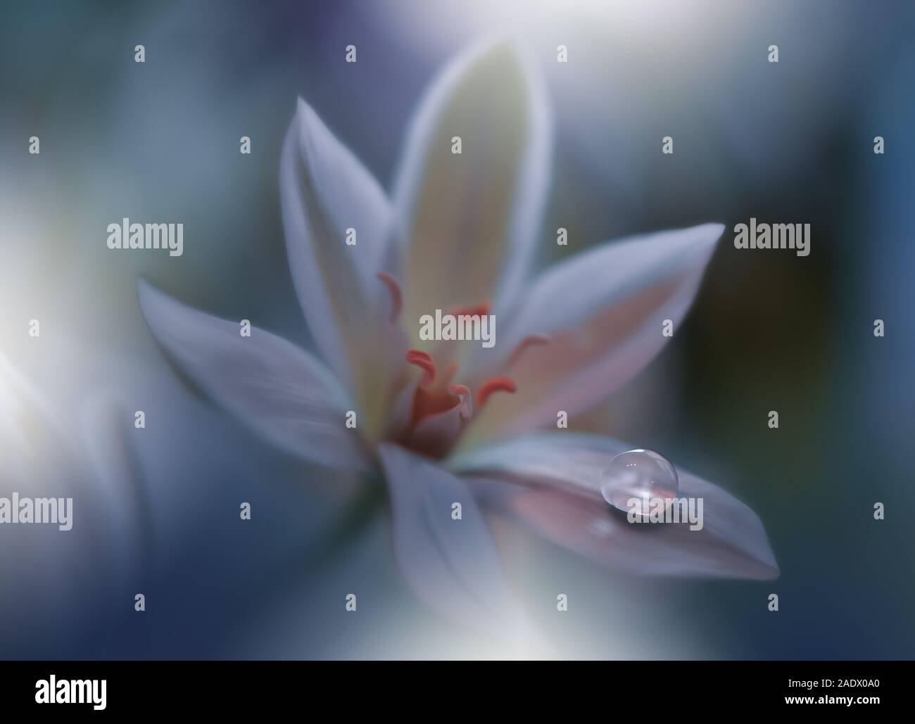 Bella e verde natura sfondo.arte floreale di Design.Abstract fotografia macro.fiore bianco.Creative sfondo artistico.di celebrazione e di vacanze. Foto Stock