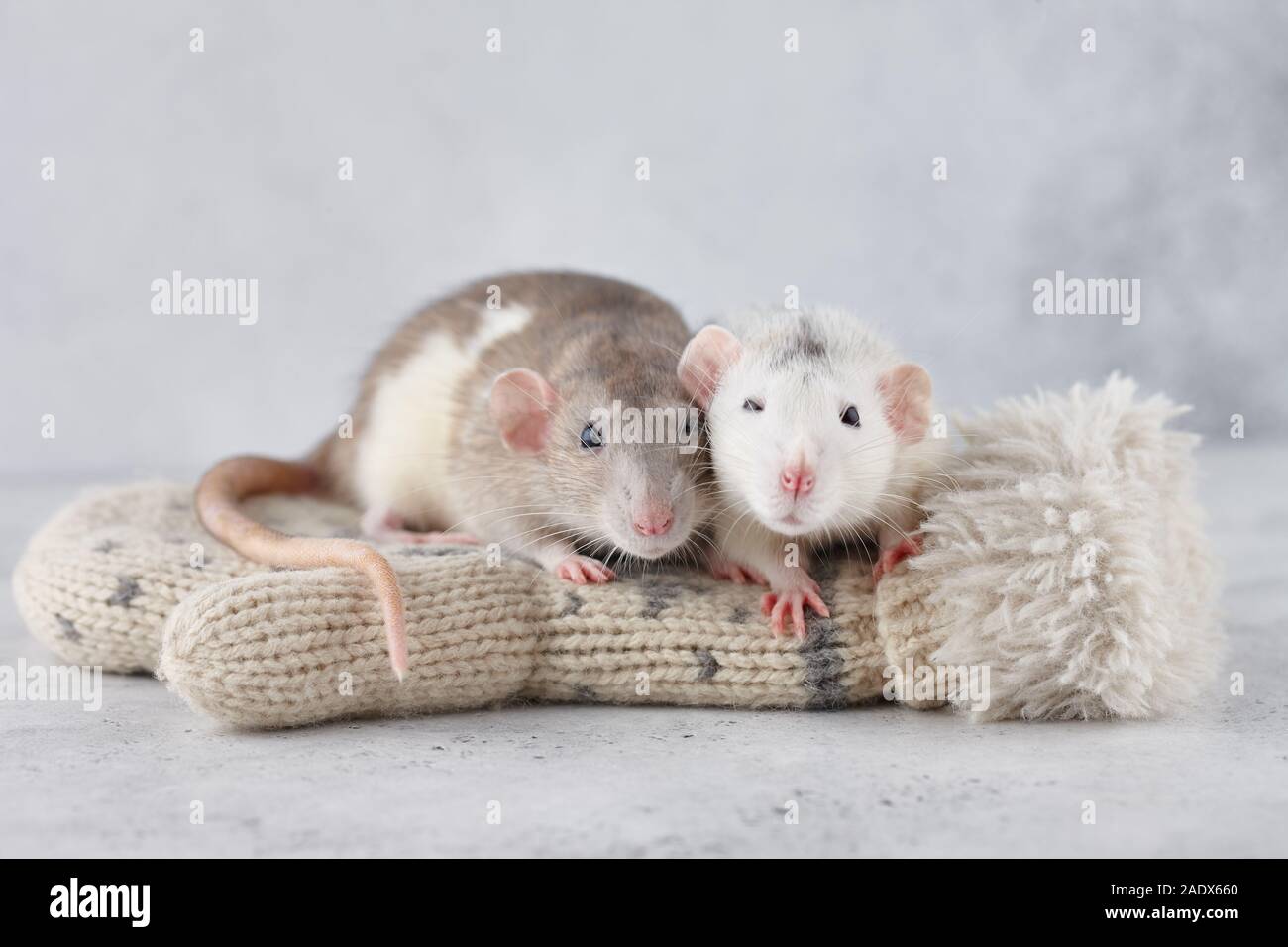 Bella coppia di ratto su Guanti invernali. Anno Nuovo 2020 simbolo. Foto Stock