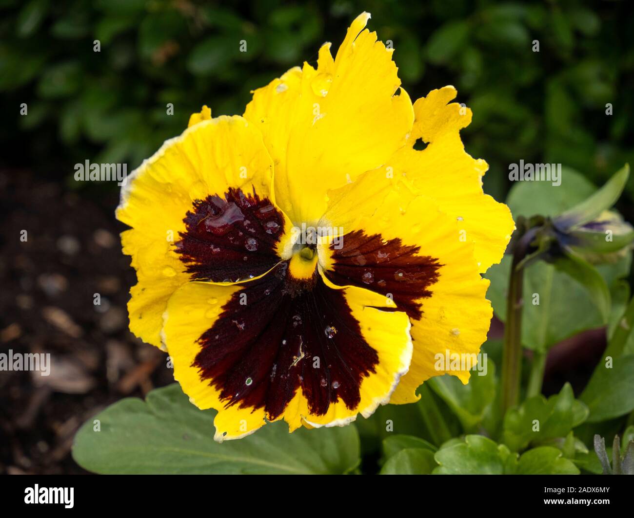 Giardino giallo pansy Foto Stock