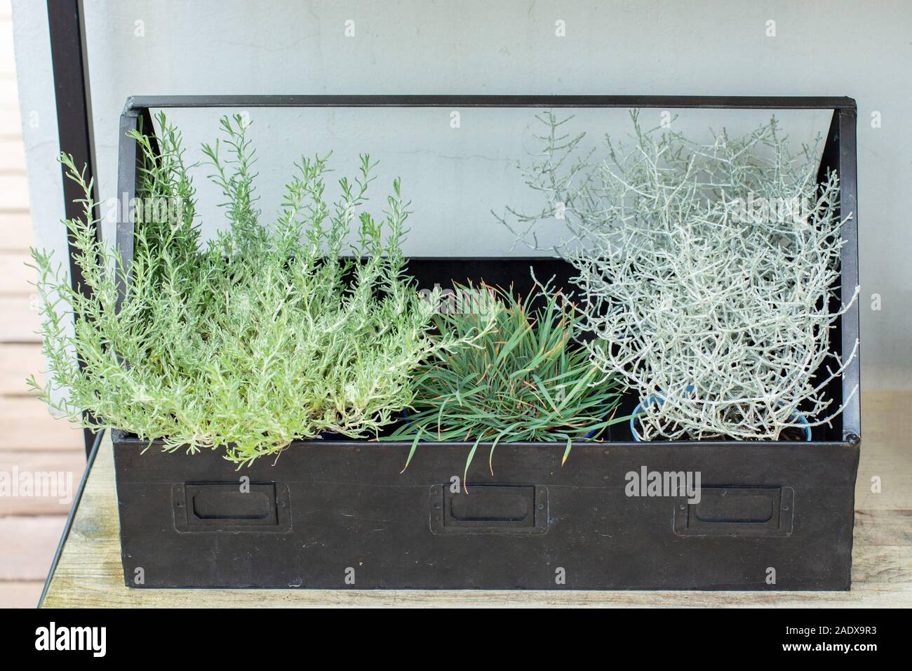 Mix di argento verde di piante erbacee Leucophyta brownii, cuscino bush, Calocephalus, argento Nugget con un black metal box. Naturali freschi mazzetto di Foto Stock