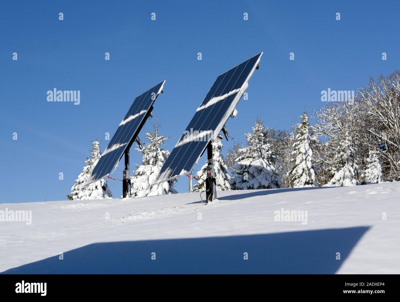 Pannelli solari fotovoltaici su una collina con una fila di alberi di abete rosso innevati dopo una nevicata pesante. Foto Stock