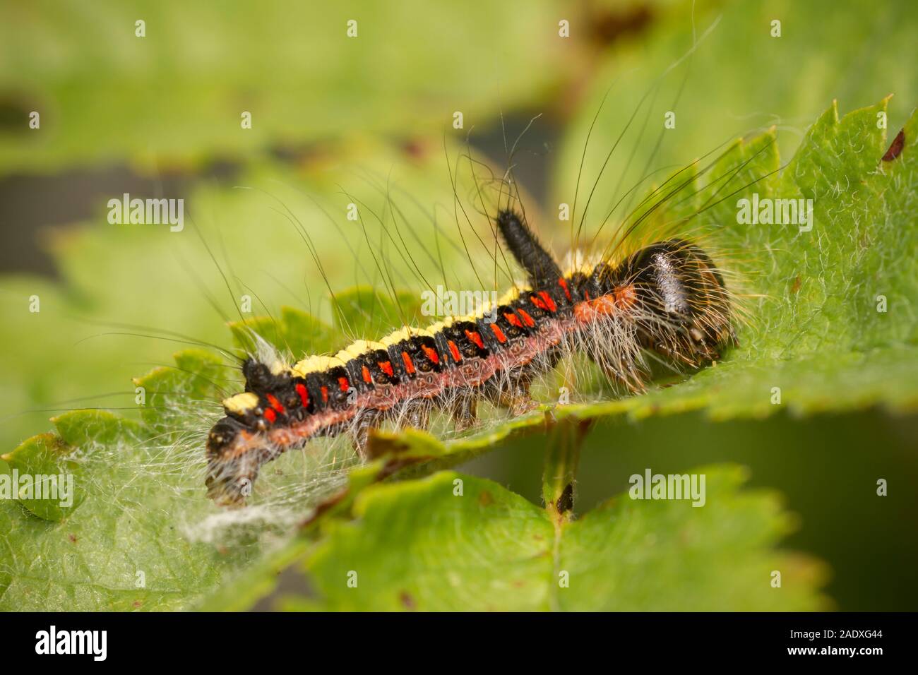 Gray Dagger (Acronicta psi) caterpillar Foto Stock