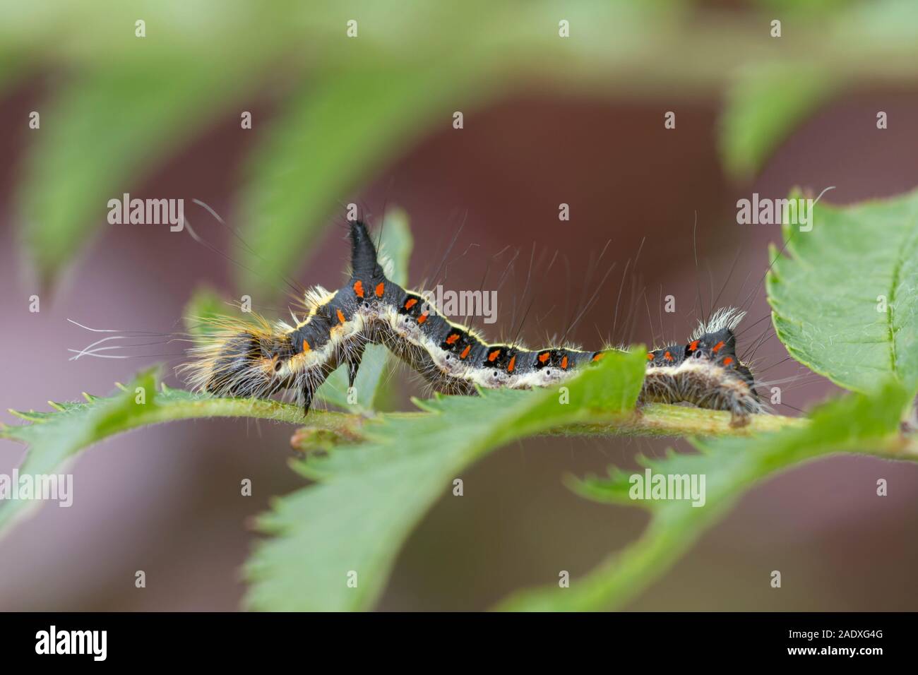 Gray Dagger (Acronicta psi) caterpillar Foto Stock