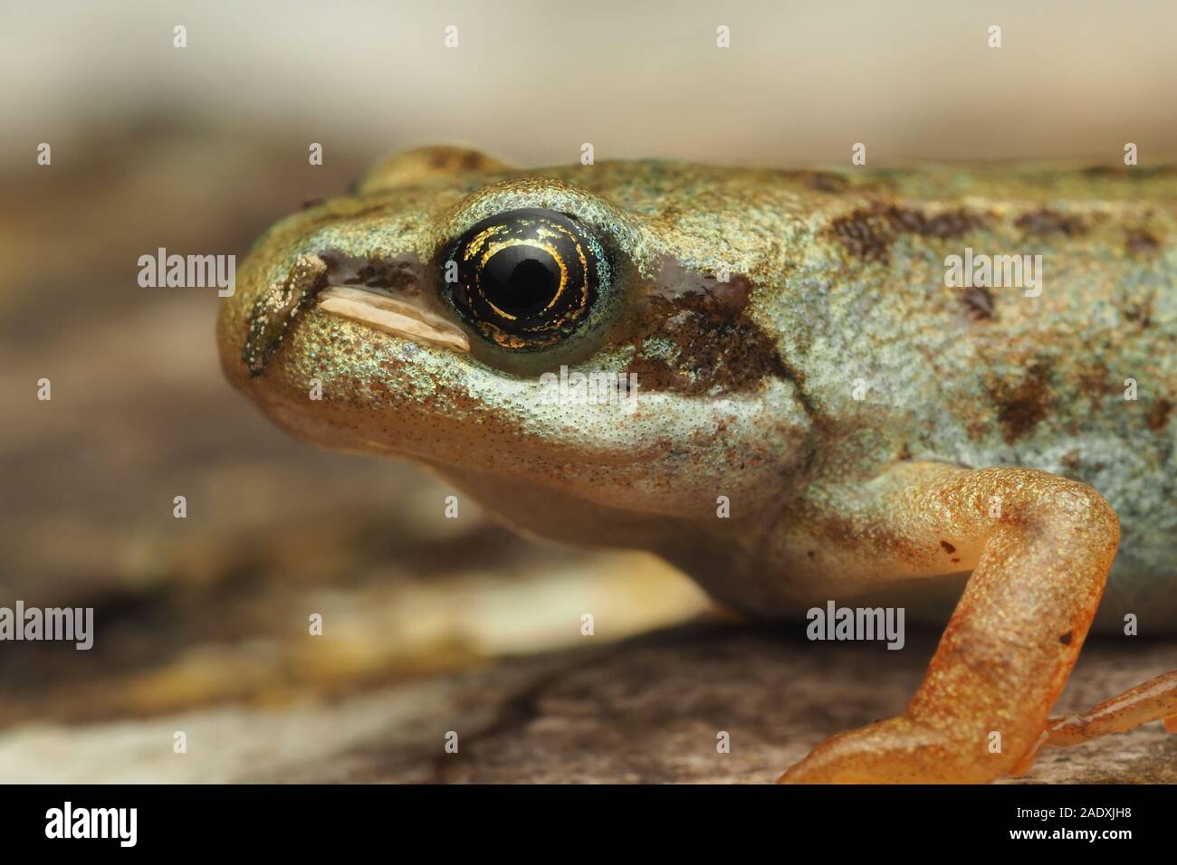 Close up Froglet comune (Rana temporaria) di appoggio al suolo. Tipperary, Irlanda Foto Stock