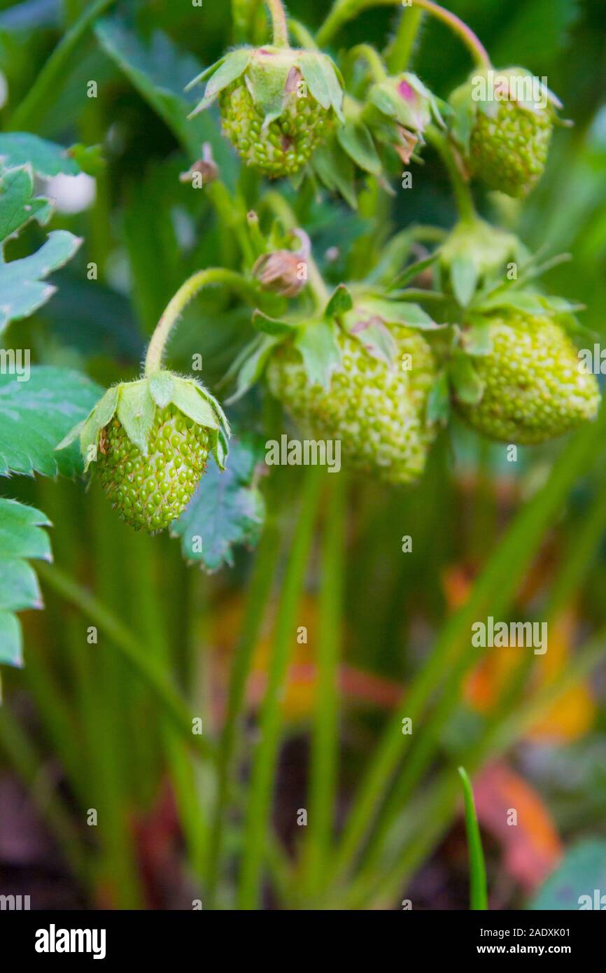 Fragole verde iniziano a maturare a inizio estate nel giardino posti letto Foto Stock