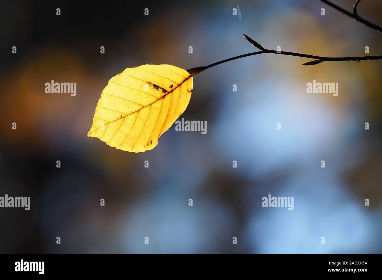 Lone retroilluminato foglia di faggio (Fagus sylvatica) in autunno. Tipperary, Irlanda Foto Stock