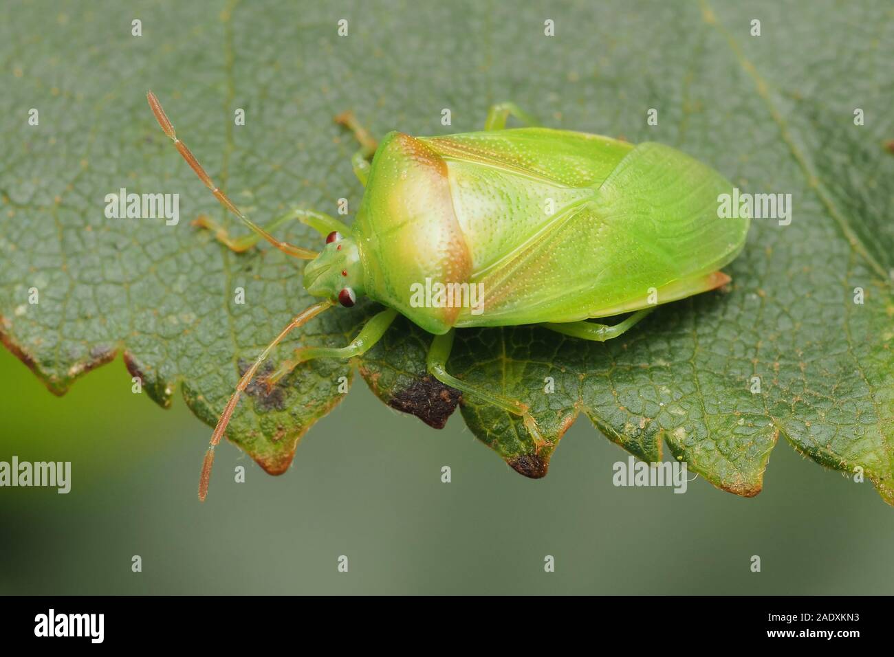 Betulla Teneral Shieldbug (Elasmostethus interstinctus) seduto sul bordo della foglia di betulla. Tipperary, Irlanda Foto Stock