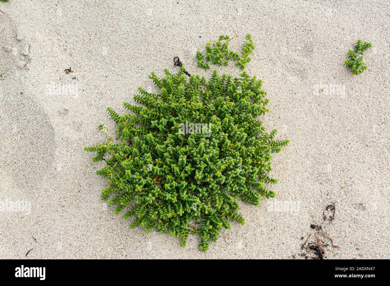 Un'erba di mare (Hondkenya peploides) Foto Stock