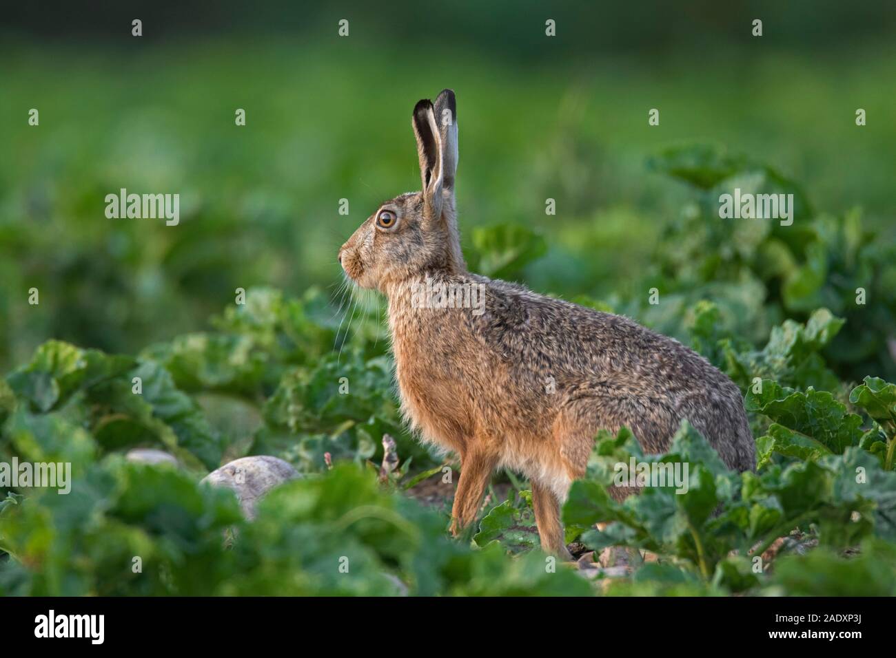 Unione brown lepre (Lepus europaeus) rovistando nella barbabietola da zucchero campo in estate Foto Stock