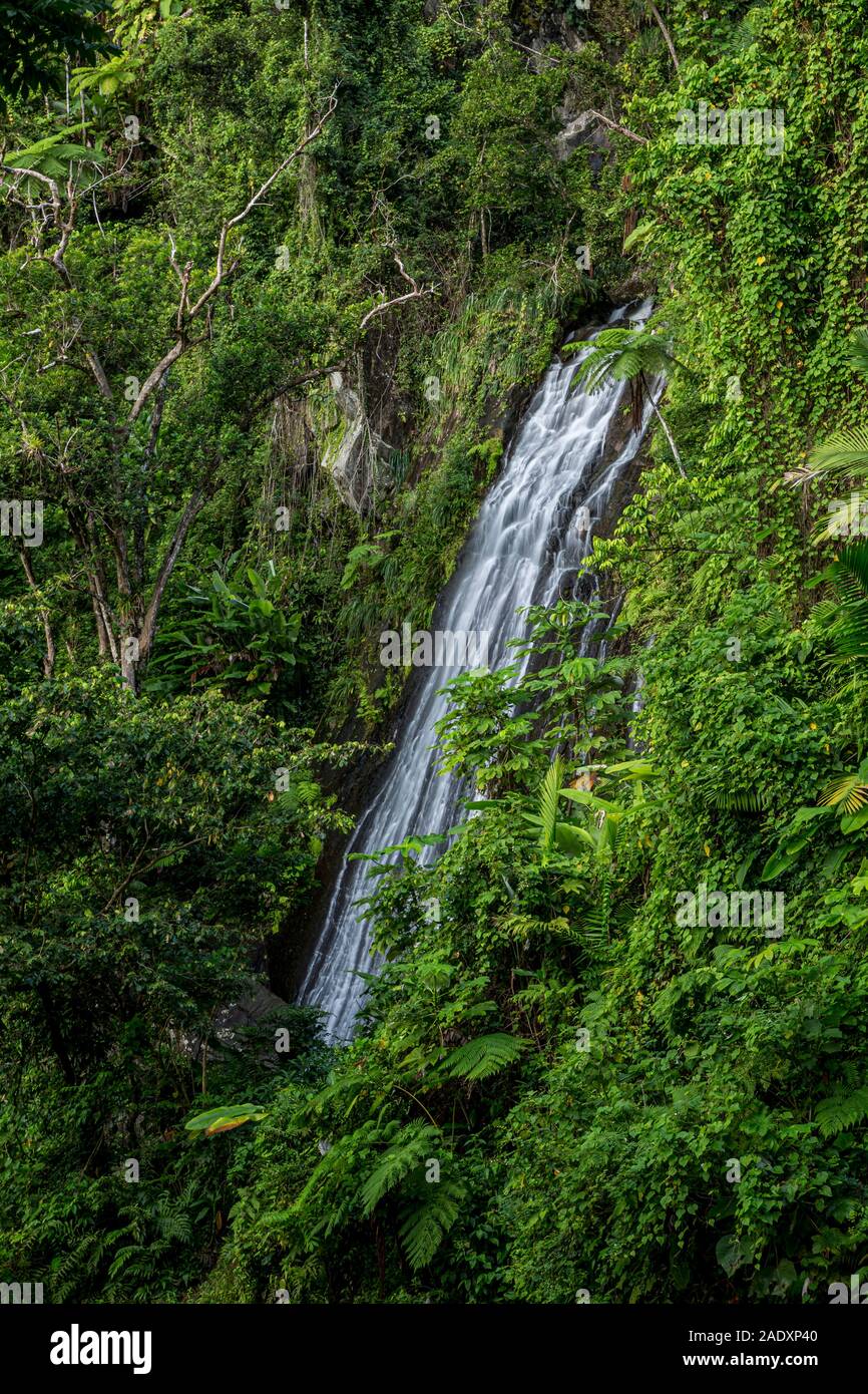 La Coca e cascate, El Yunque National Forest, Luquillo, Puerto Rico Foto Stock