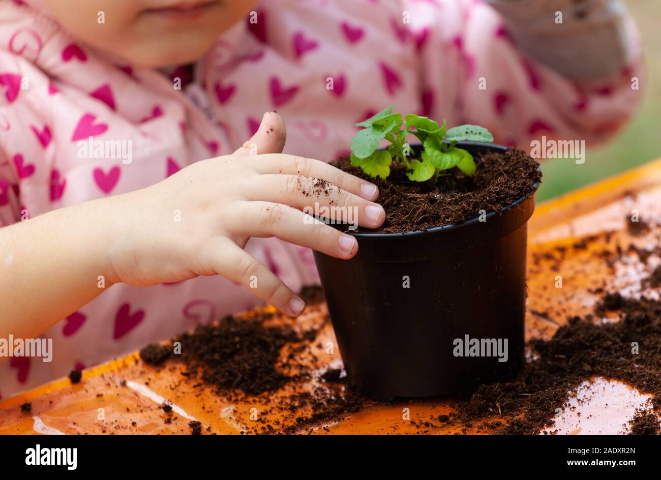 Vista ingrandita del bambino toddler semina della barbabietola da giovani pianta in un terreno fertile. Nelle scuole, bambini pratica didattica seminari di botanica. Foto Stock