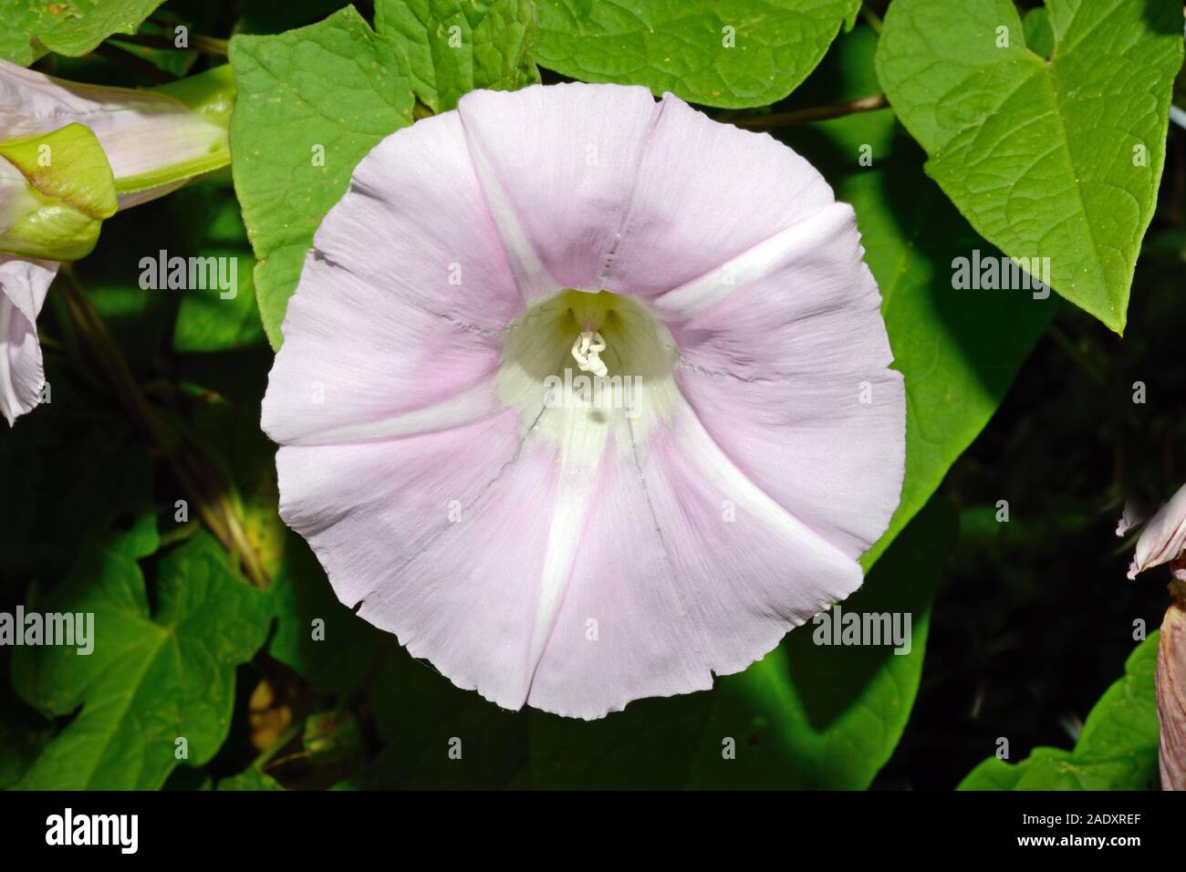 Calystegia silvatica (giant centinodia) è nativo in Europa del sud ma è stato introdotto per altri settori. Si inerpica su siepi e recinzioni. Foto Stock