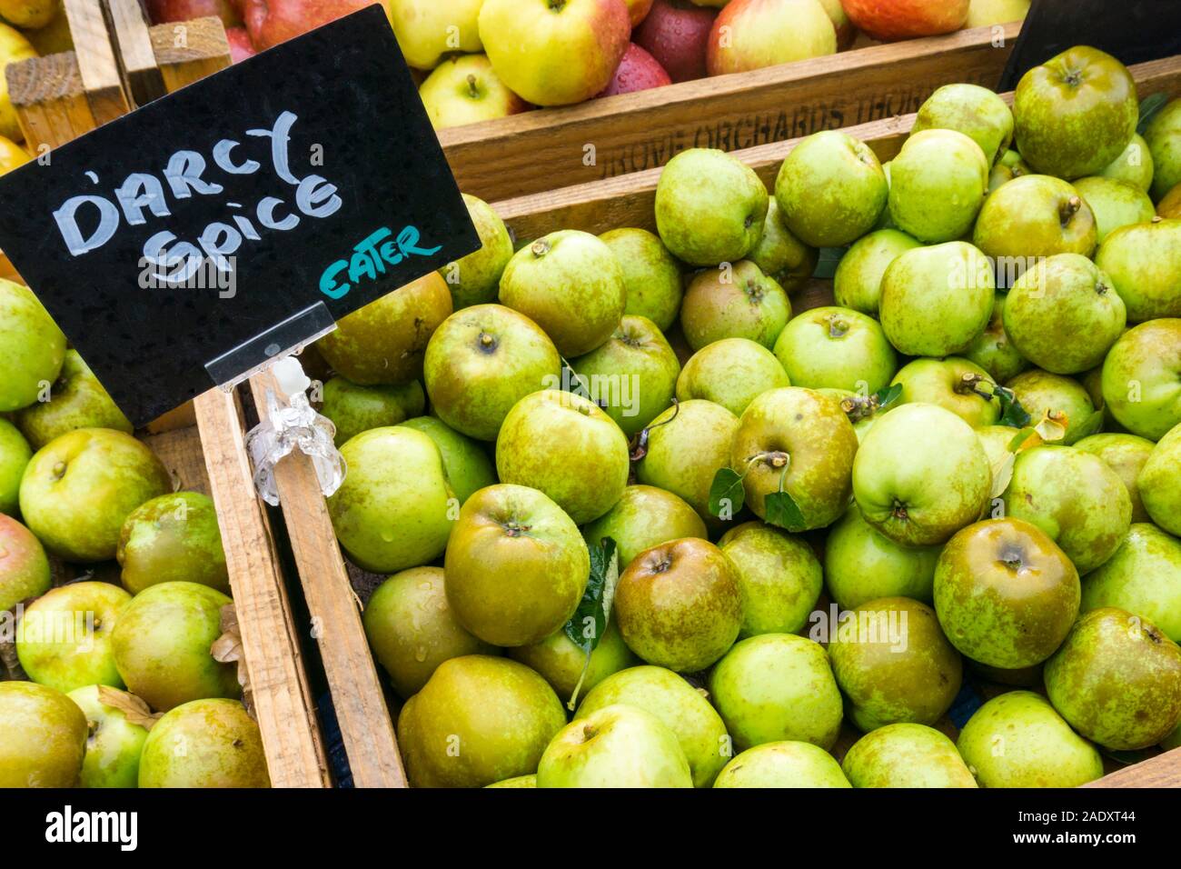 Casella di D'arcy Spice mangiare le mele per vendita a Norfolk farm shop. Foto Stock