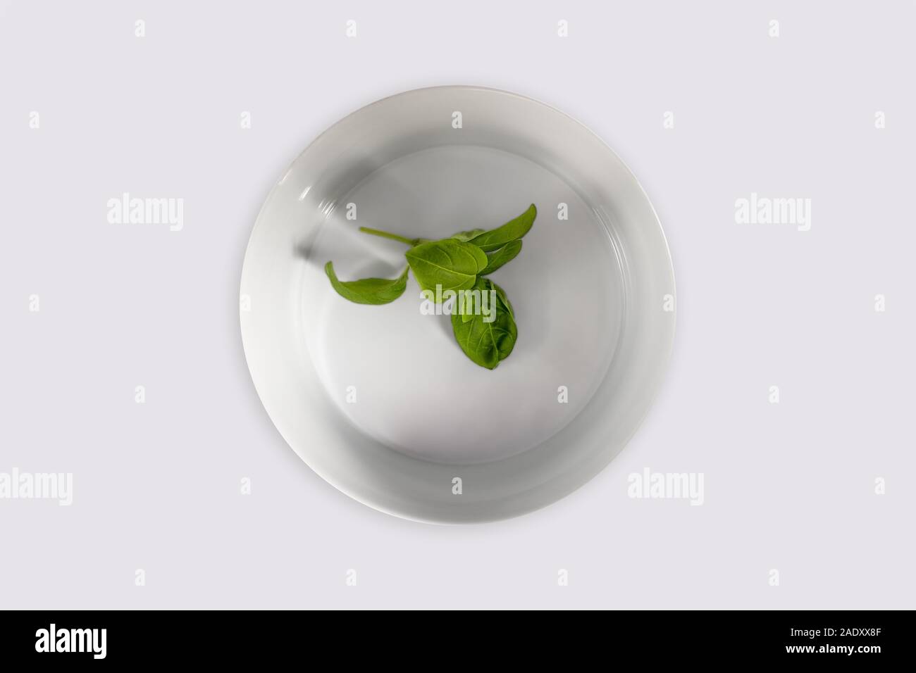 Le foglie di basilico nel piatto bianco isolato su sfondo bianco Foto Stock