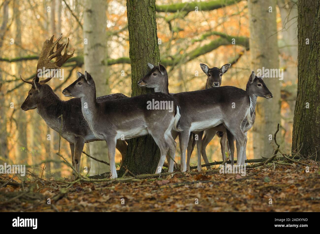 Il gruppo di cervo è stato fotografato in Ostholstein in una piccola foresta. Foto Stock