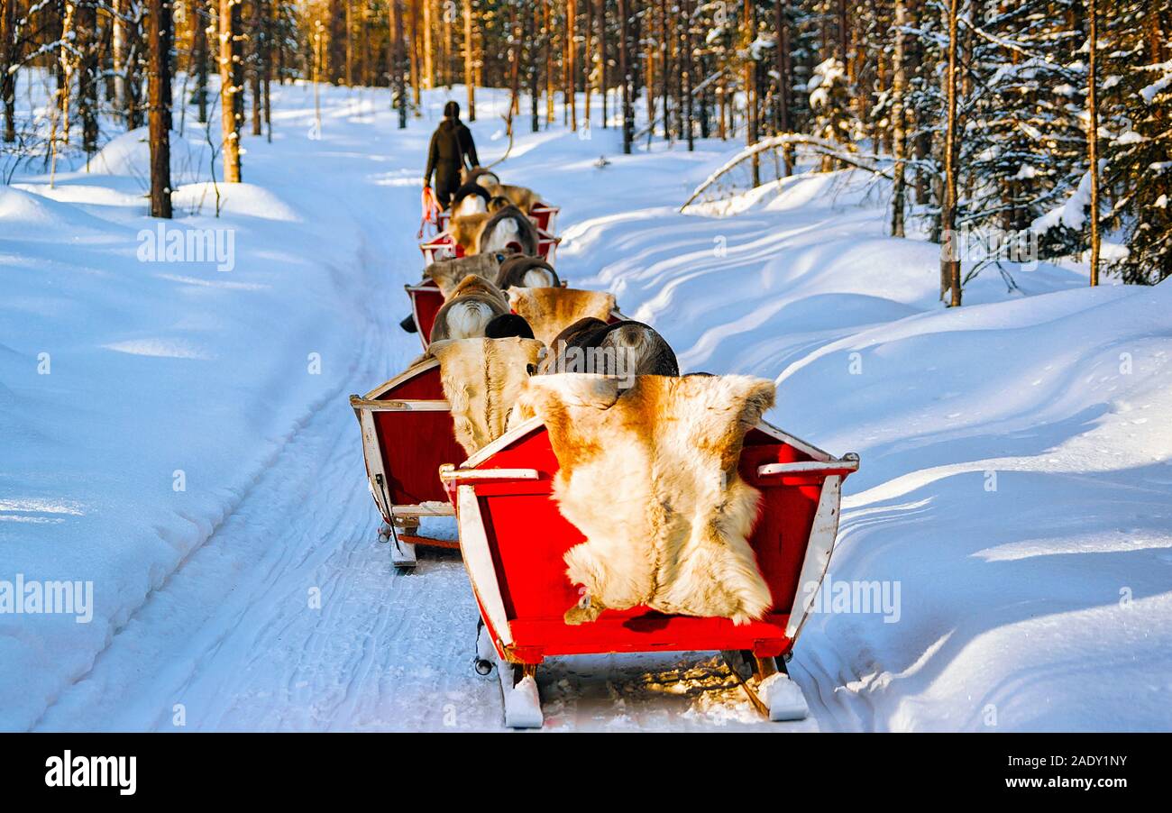 Persone in slitta trainata da renne caravan in inverno Rovaniemi riflesso della foresta Foto Stock