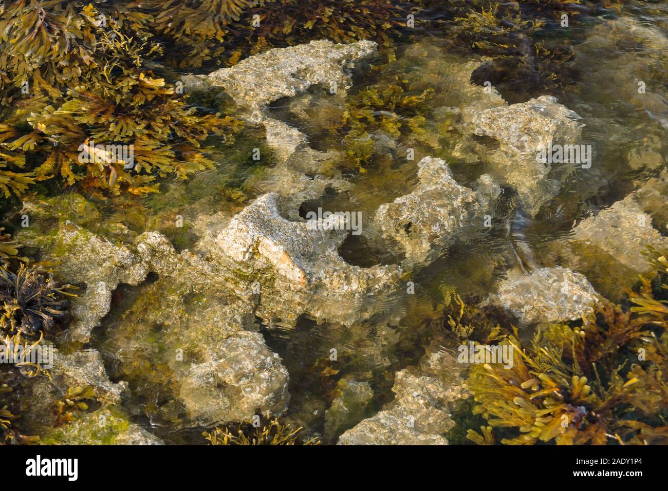 Una roccia di marea piscina con cirripedi e vescica wrack alghe aggrappati alle rocce al punto Penmon Anglesey nel Galles del Nord Foto Stock