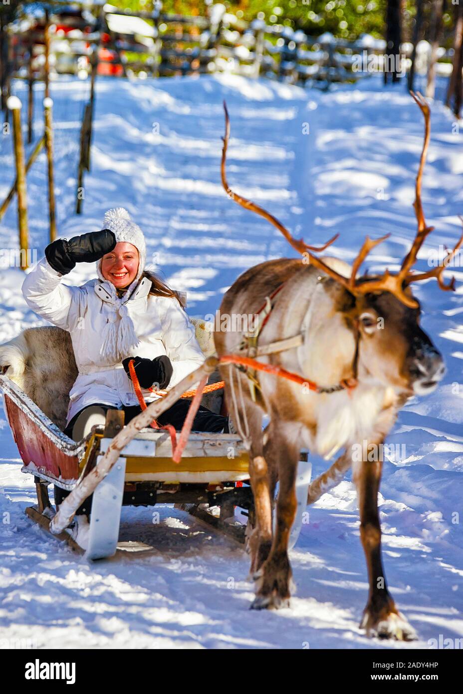 Donna mentre la slitta trainata da renne cavalcare in inverno Rovaniemi reflex Foto Stock