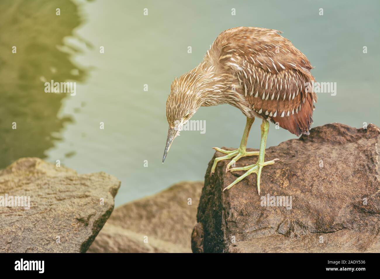 I capretti nitticora appollaiarsi su una roccia al porto di Oxnard in California, Stati Uniti d'America Foto Stock