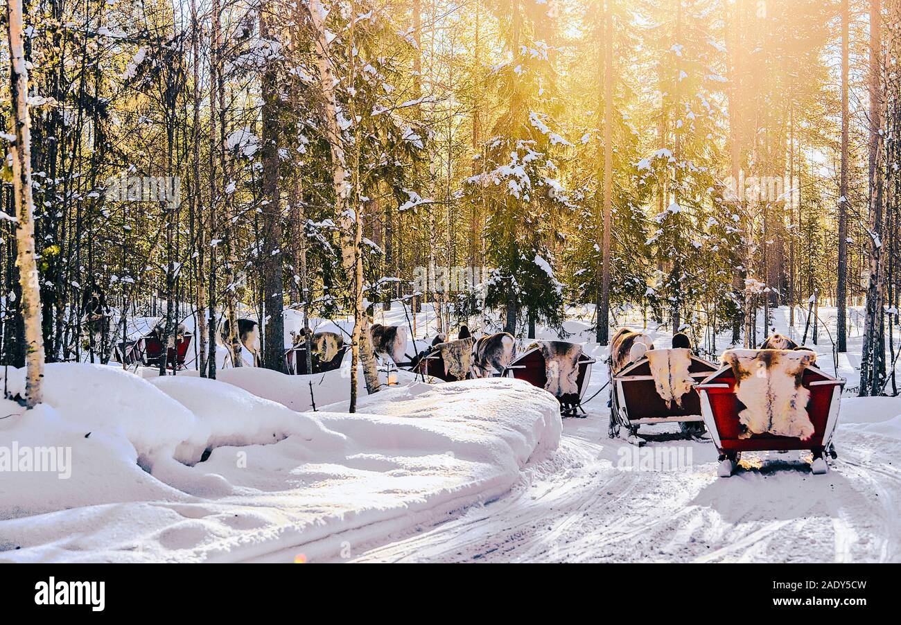 Slitta trainata da renne in Finlandia in Lapponia inverno reflex Foto Stock