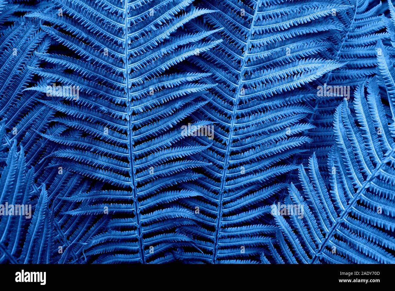 Sfondo floreale. Felce incandescente in neon trendy classico colore blu. Per stile di vita blog, social media. Orizzontale. Concetto colore dell'anno 2020. Foto Stock