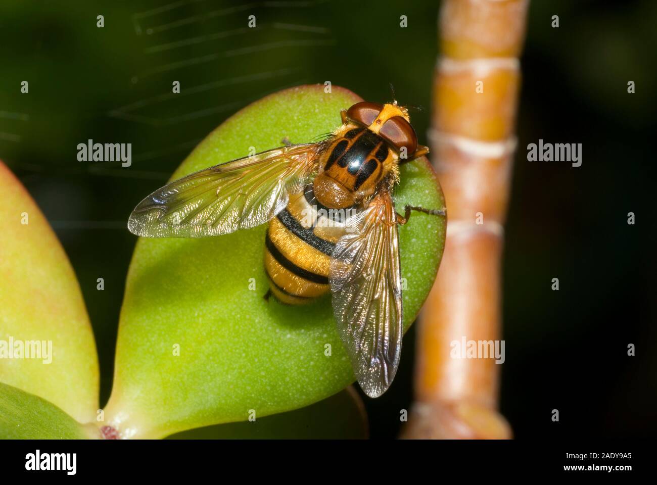 Volucella inanis hoverfly Foto Stock