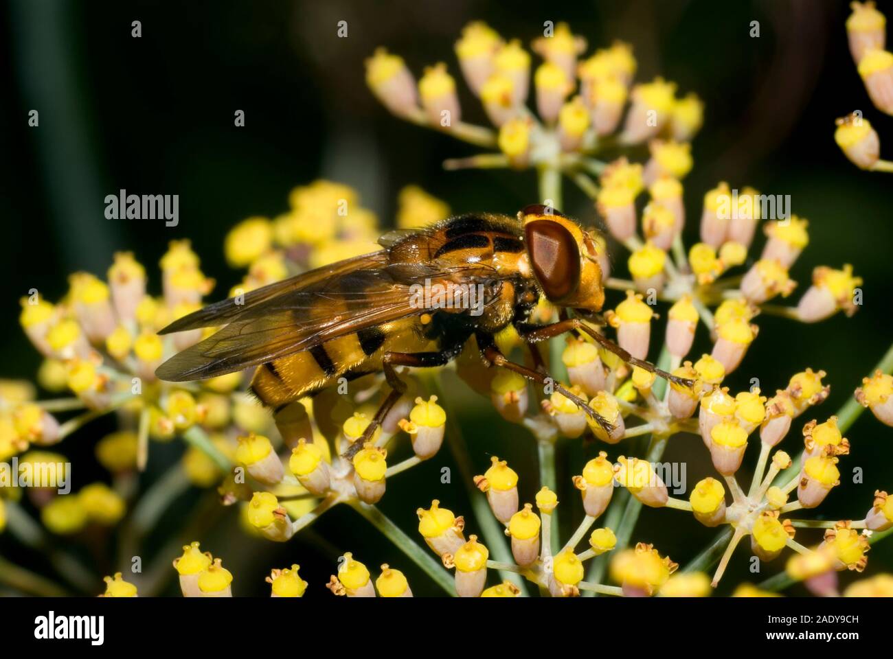 Volucella inanis hoverfly Foto Stock